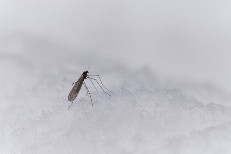 When Do Mosquitoes Go Away In All South Pest Control