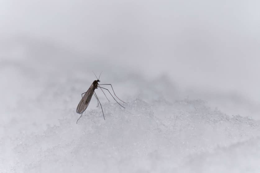 Mosquitos go away in Georgia when the temperature drops.