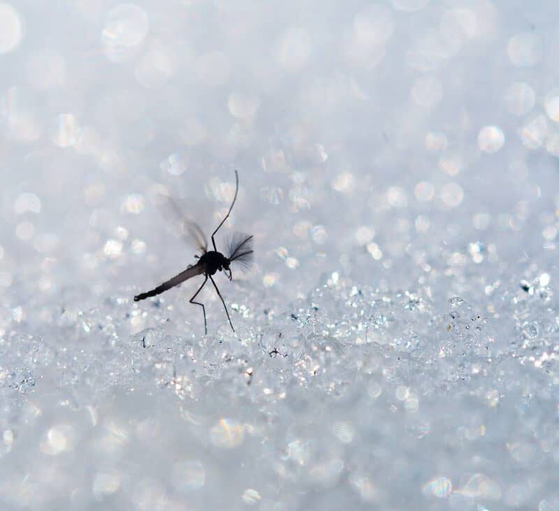 Mosquito on ice