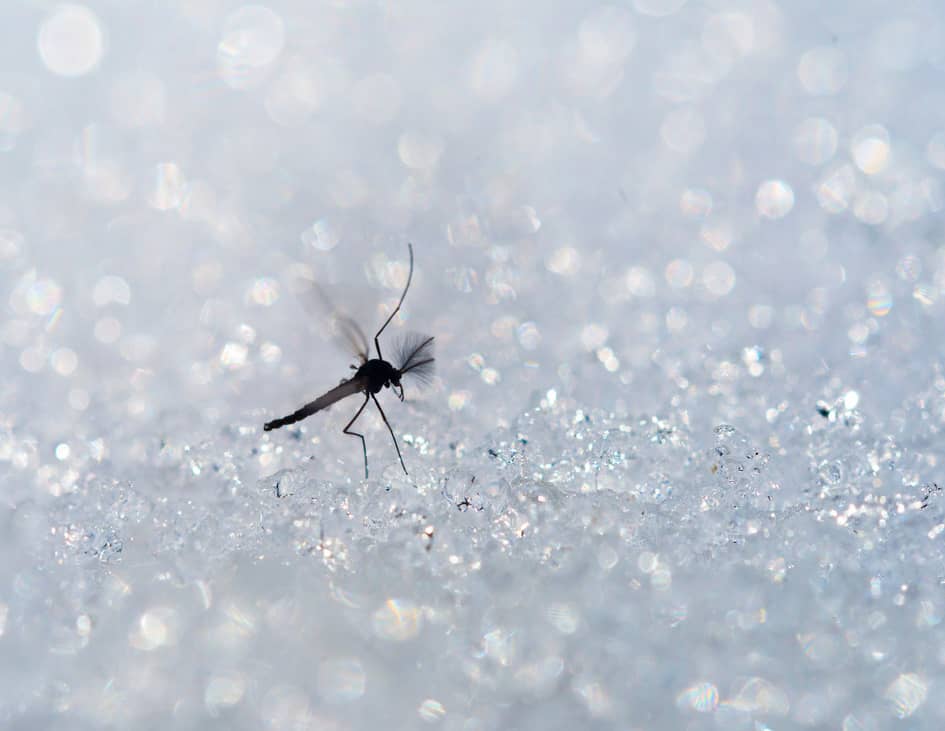 Mosquito on ice