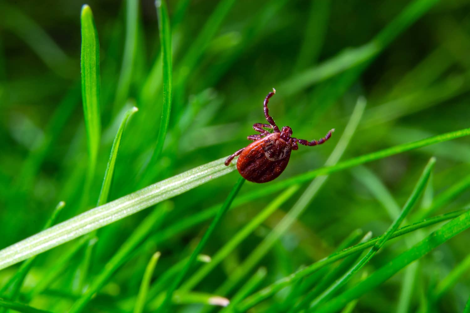 how-long-can-a-tick-live-without-a-host-all-south-pest-control