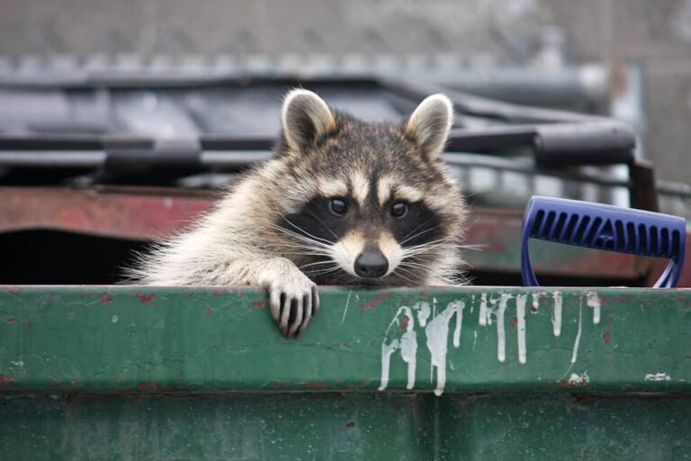 Do Raccoons Kill Rats All South Pest Control