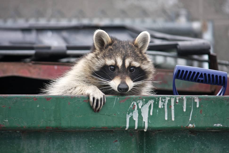 Raccoons typically like to scavenge for human food, but will kill smaller rodents like rats.