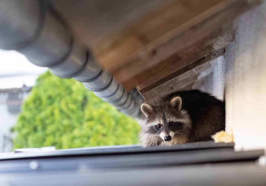 A raccoon on a roof of a home looking for food.