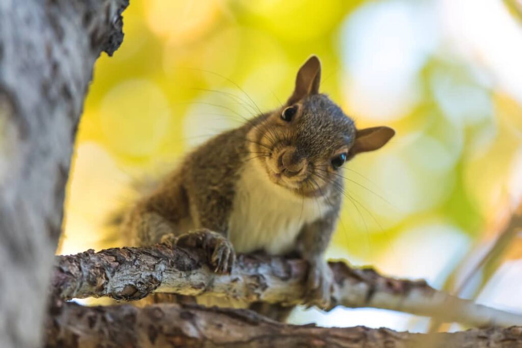 Curious squirrels always make it entertaining when sitting on your porch.