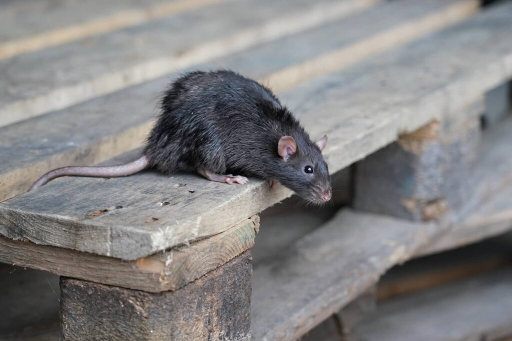 Rats can cause some major issues around your home. They also attract bigger animals like raccoons.