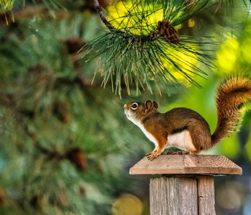 Squirrel on a fence post.