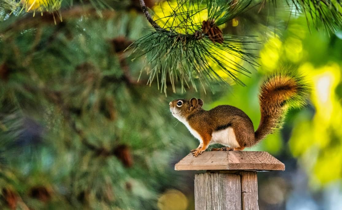 Squirrel on a fence post.