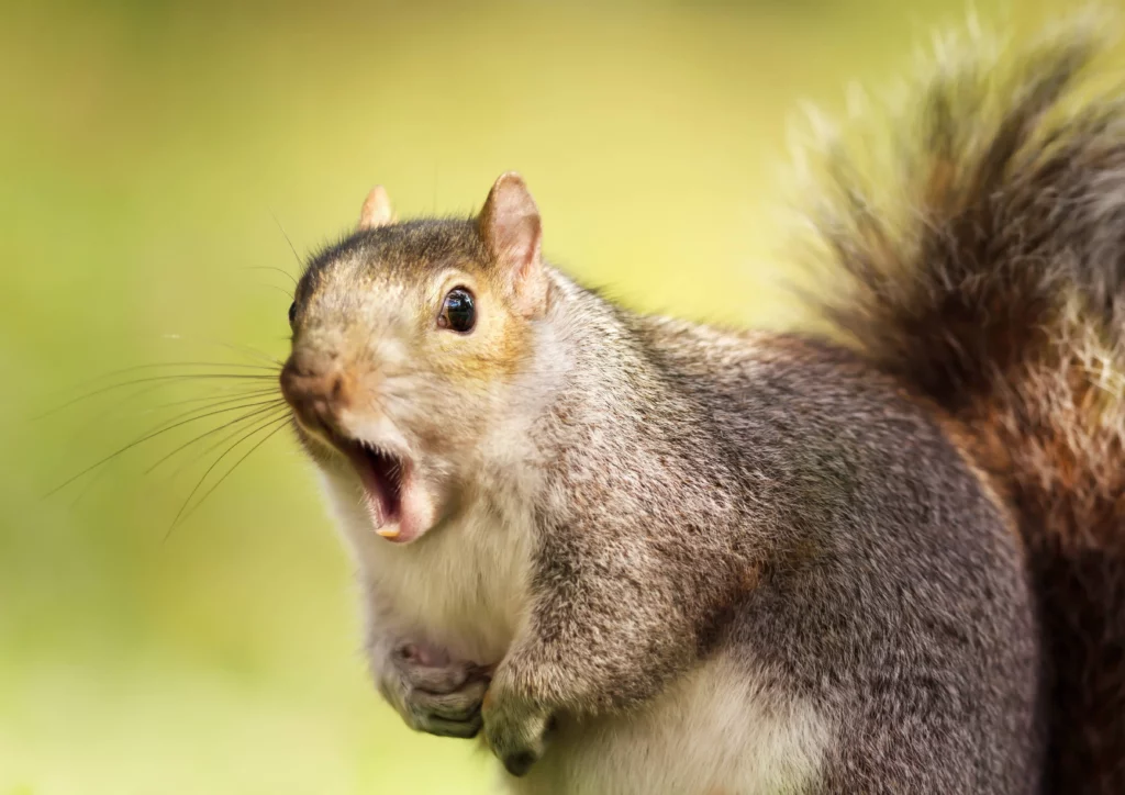 This is a very surprised looking squirrel who went too far from the nest.