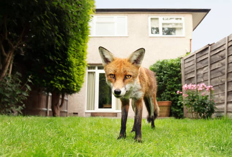 Call Animal Control or your local pest control company if you see a Fox in your yard.