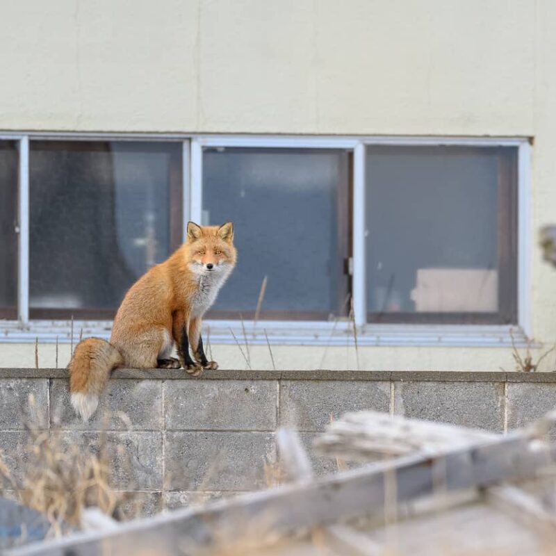 Red foxes can climb walls and fences, but will not climb trees.