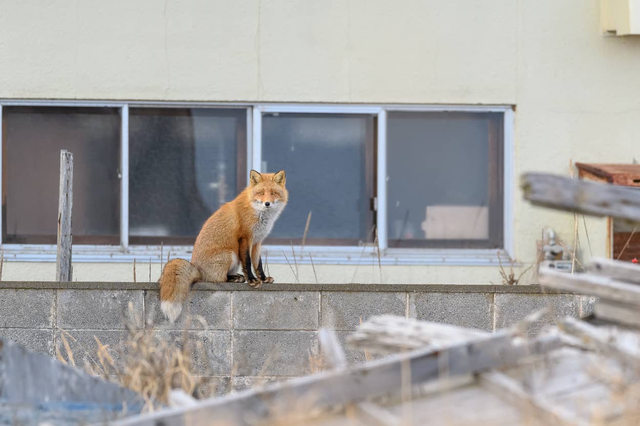 Red foxes can climb walls and fences, but will not climb trees.