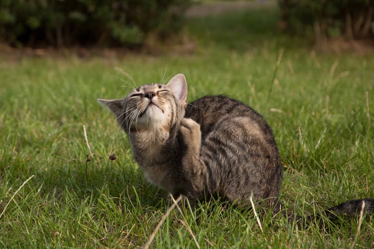 Protect your cat or dog from fleas by hiring your local pest control company.