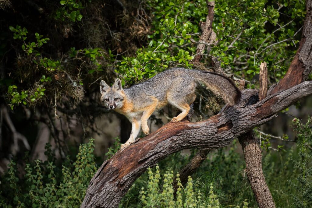 Gray foxes are very good tree climbers due to their claws and body structure.