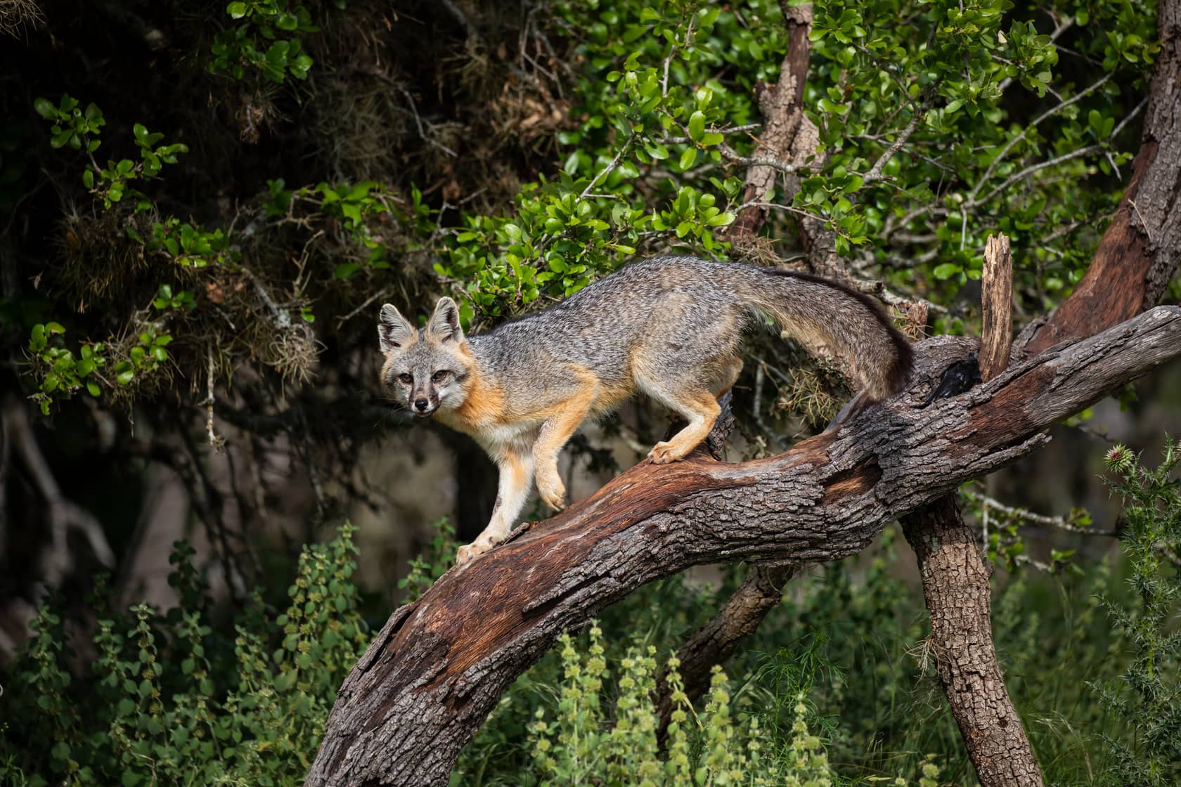 Can Foxes Climb Trees - All South Pest Control