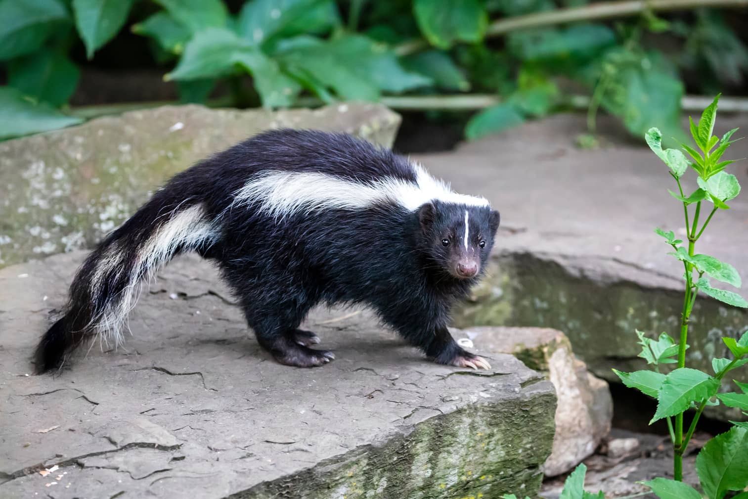 Do Skunks Come Out During the Day? - All South Pest Control