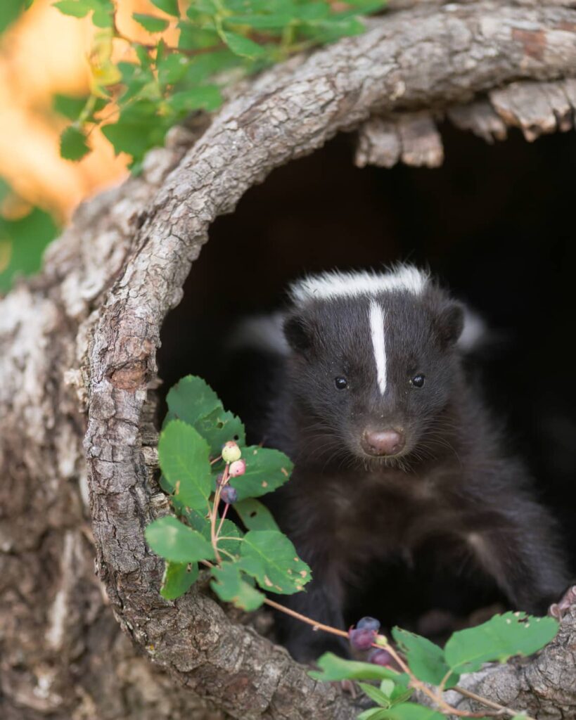 Skunks hunt for food during the day.