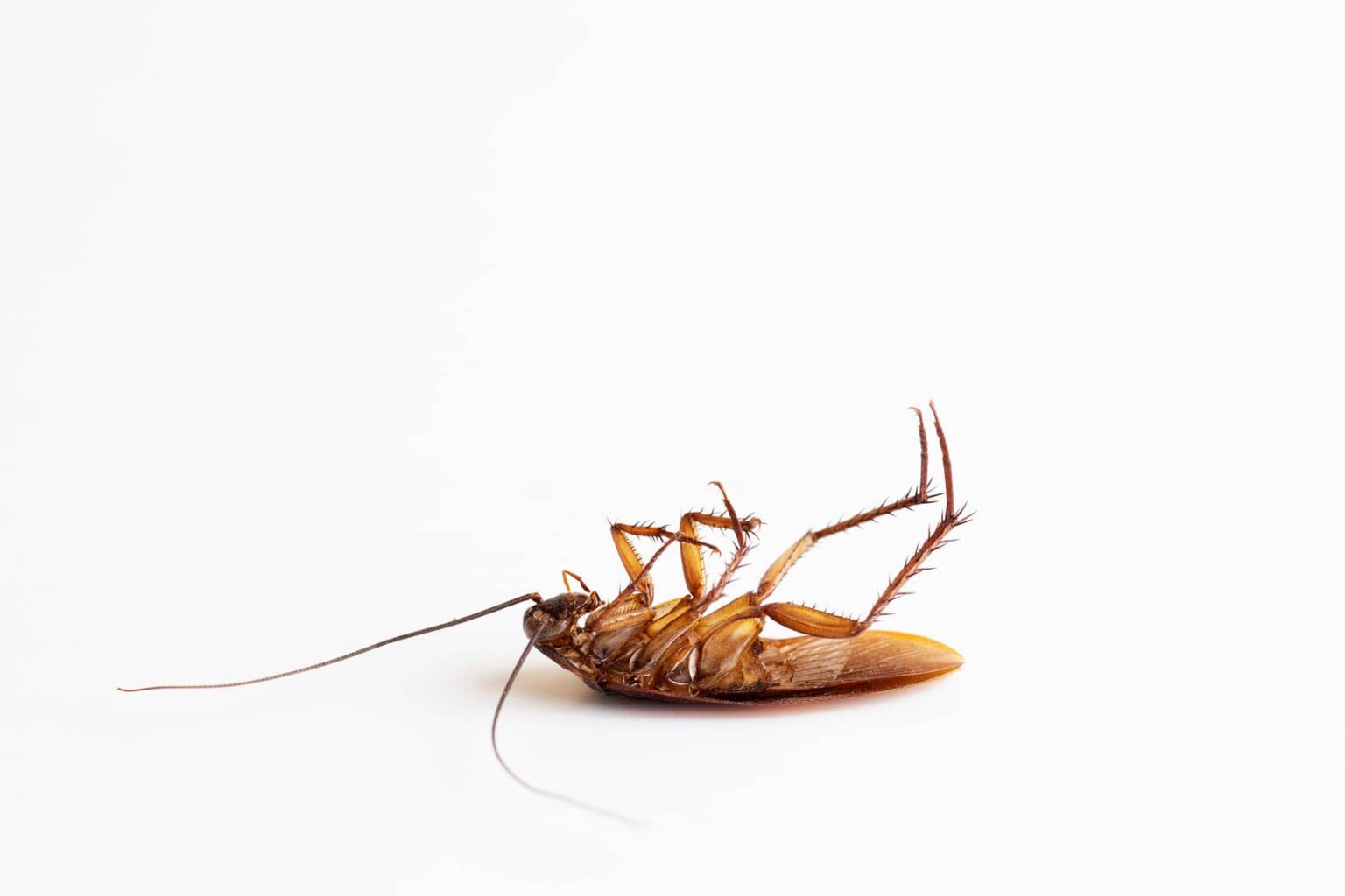 Do Palmetto Bugs Fly? All South Pest Control