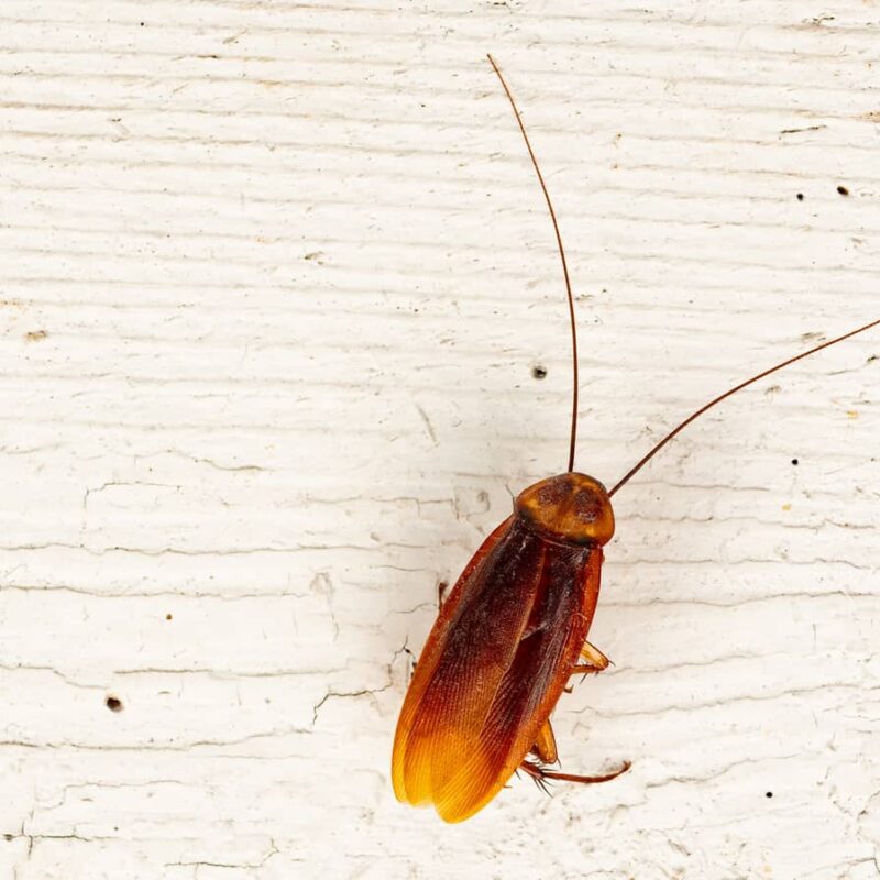 A Palmetto bug is simply an American cockroach.