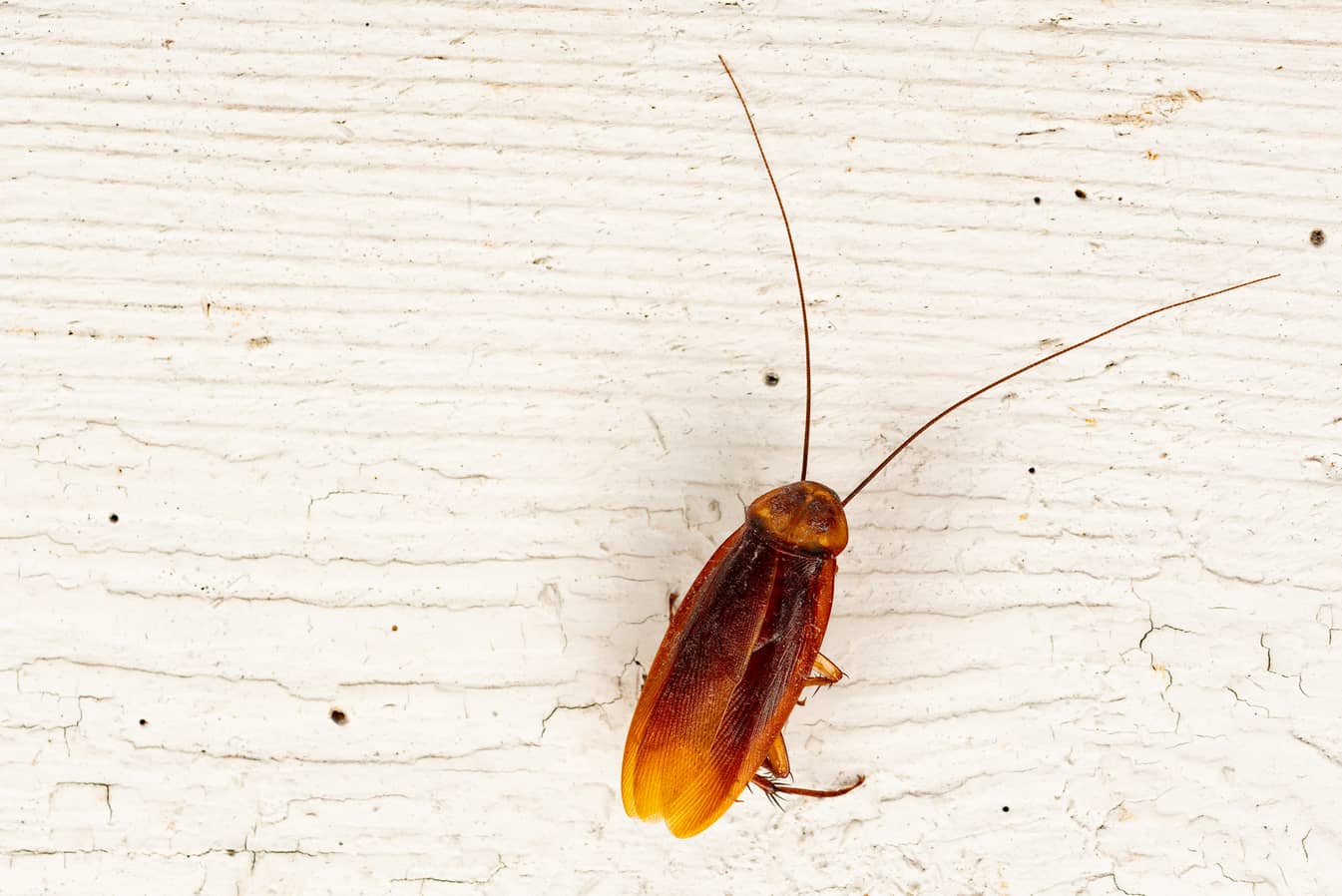 american cockroach flying