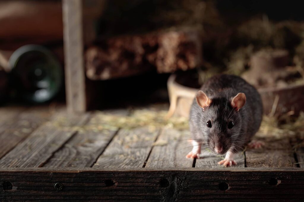 Roof rats are not good for any home.