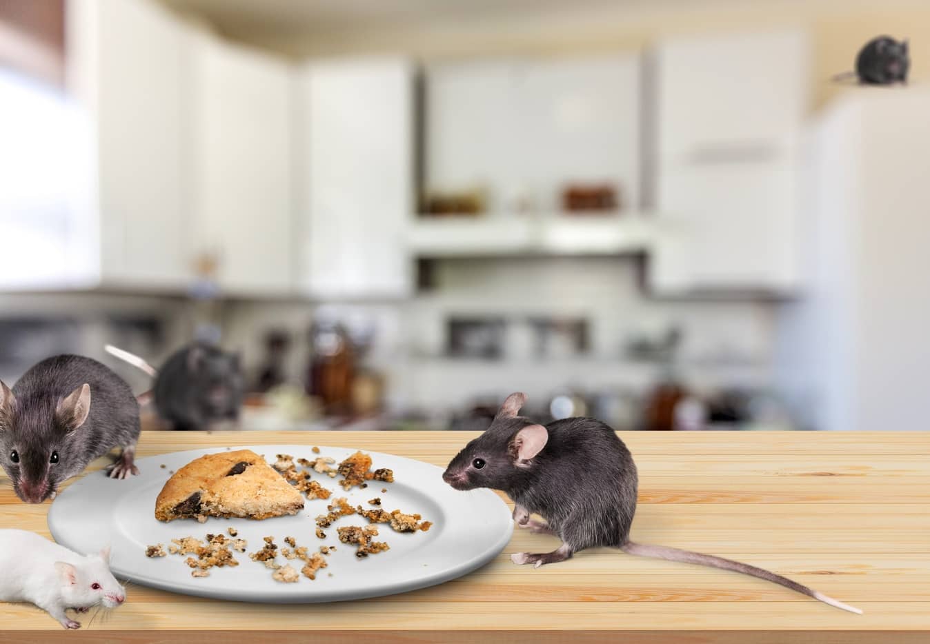 Do Mice Eat Roaches? All South Pest Control