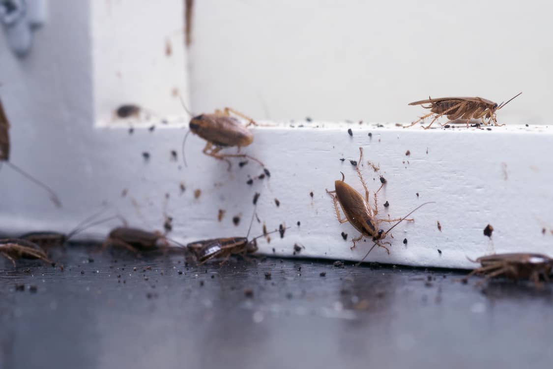 Does Bleach Kill Roaches? - All South Pest Control