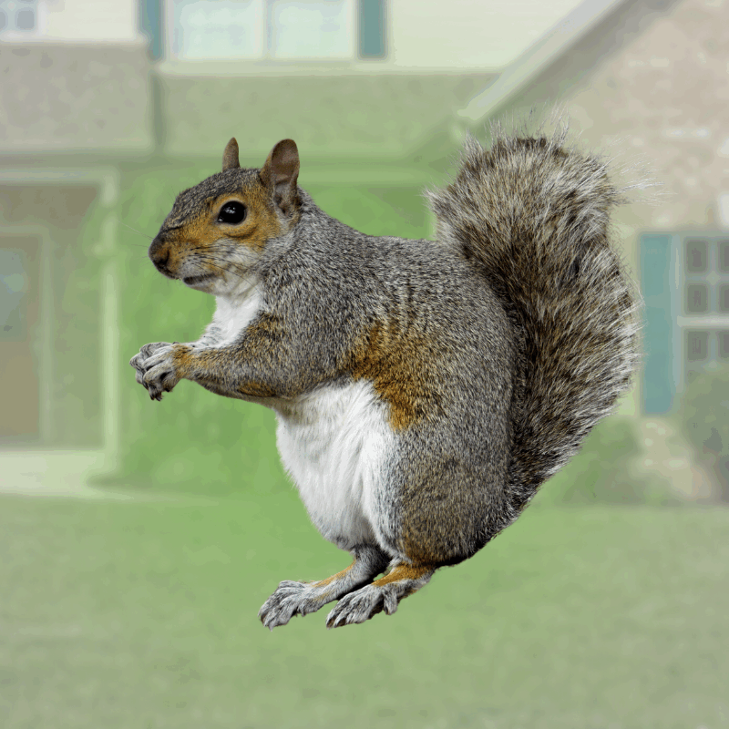 how long do squirrels live?