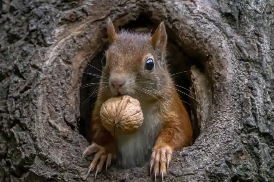 The lifespan of a squirrel varies by squirrel species.