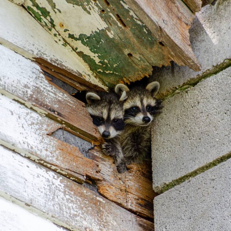 How to get rid of raccoons in the attic