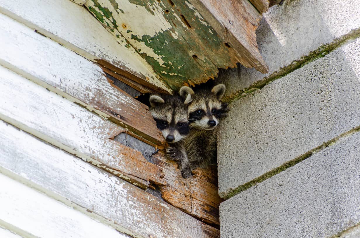 How to get rid of raccoons in the attic