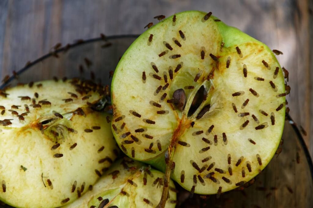 Fruit flies swarming apples.