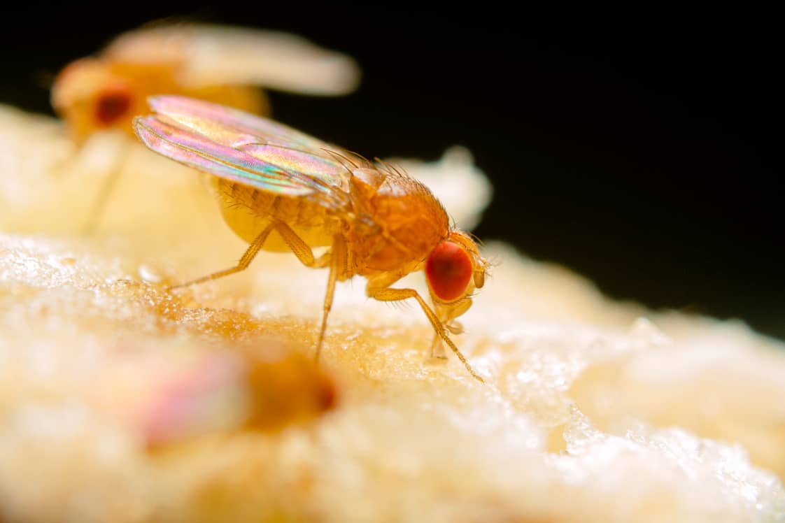 Up close look at the common fruit fly.