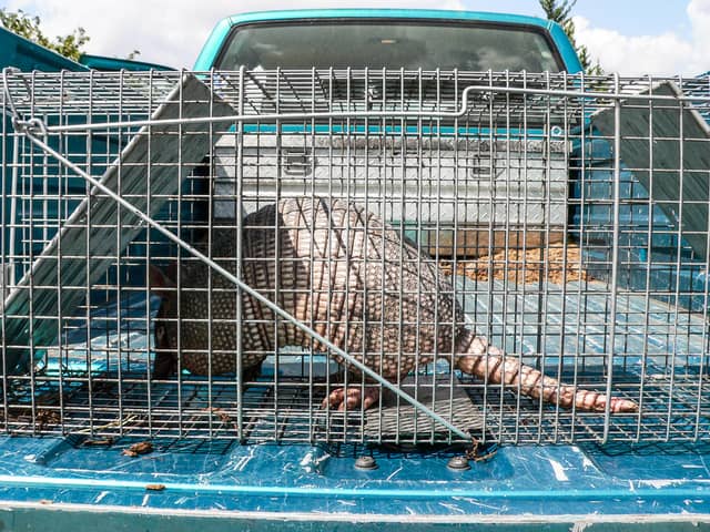 Wildlife removal can be important for ensuring your family is safe from any armadillo.