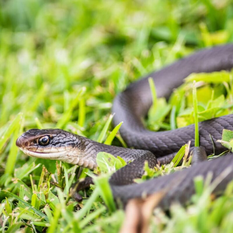 Black rat snakes will not keep poisonous snakes away, but they will reduce the food options as they devour the same prey.