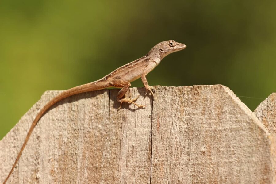Native Florida Lizards are not poisonous.