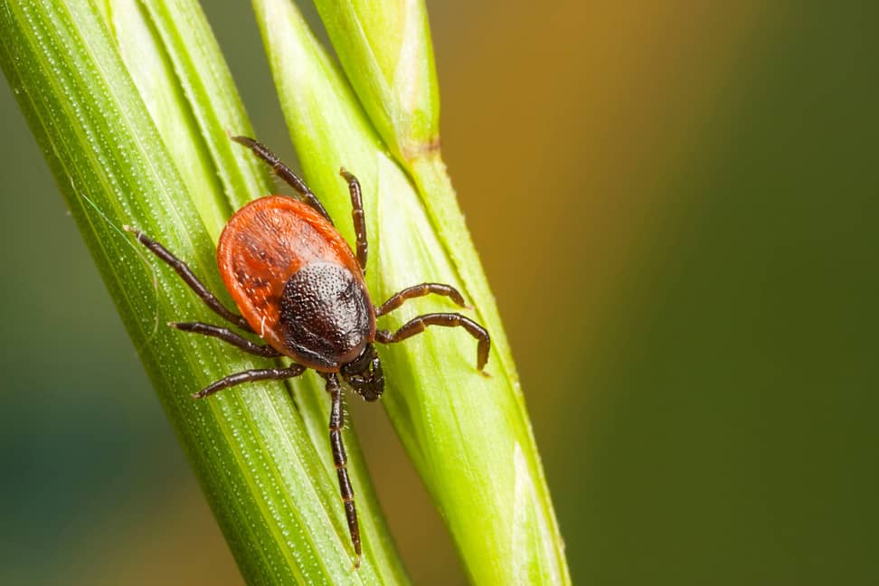 Do Chickens Eat Ticks? - All South Pest Control