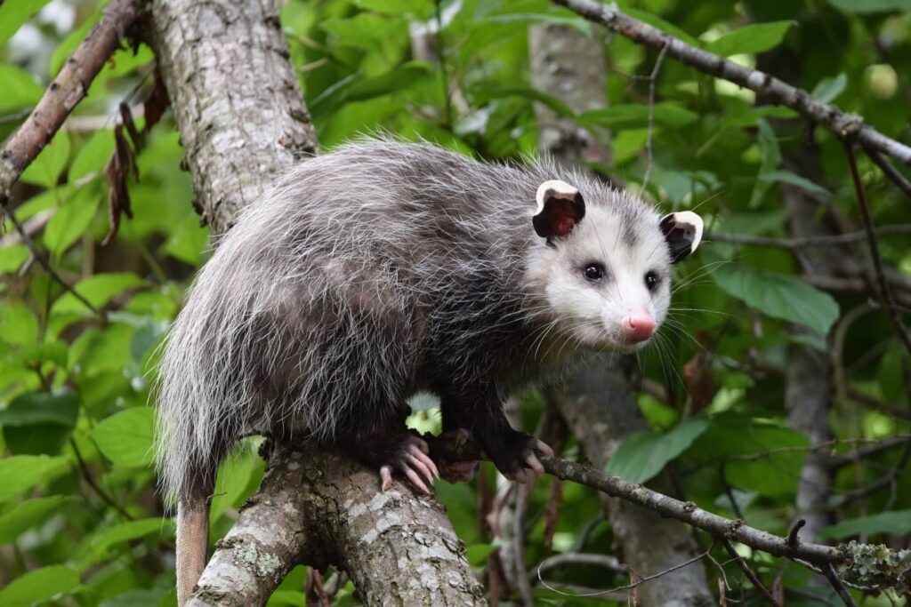 Can Possums Climb? All South Pest Control