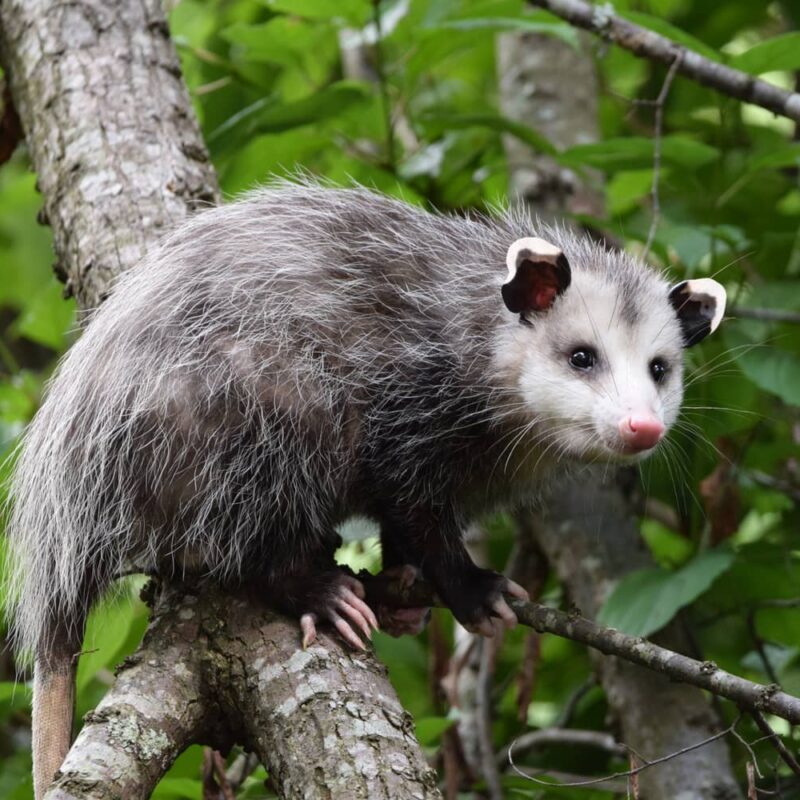 Possum in a tree