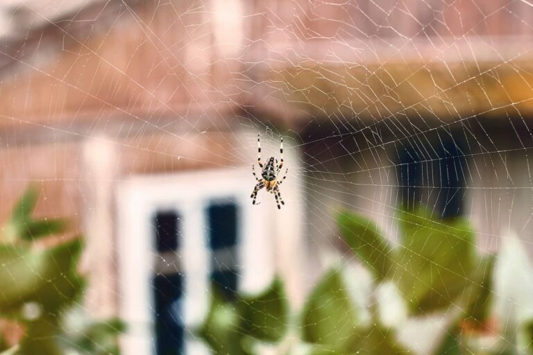 Do LED Lights Attract Spiders? All South Pest Control