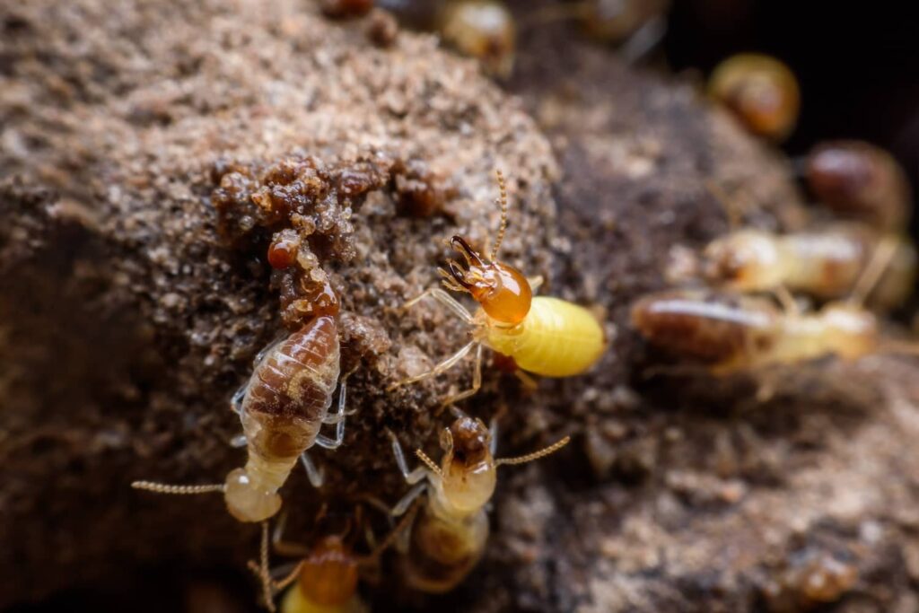 Mandibles of termites are made for breaking down wood, not evolved to bite.