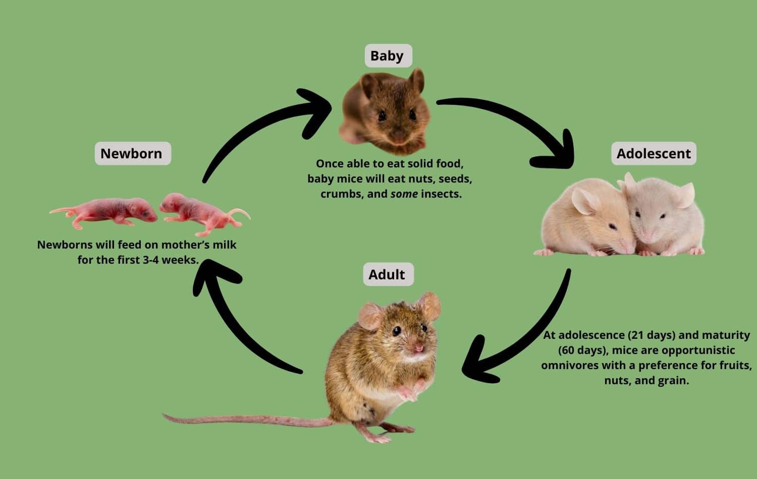 All South Pest Control Biology Diagrams