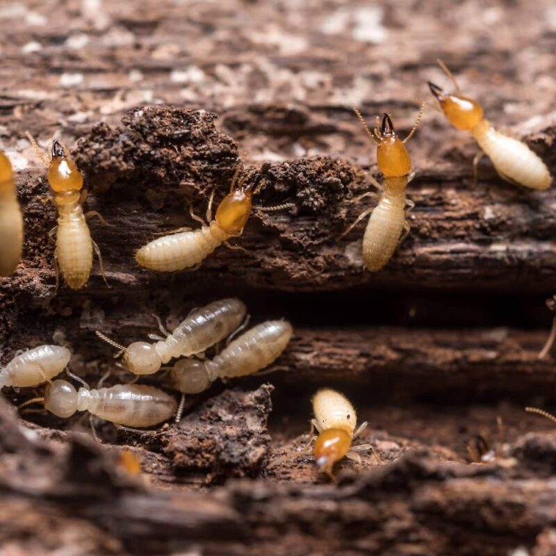 bugs that look like termites