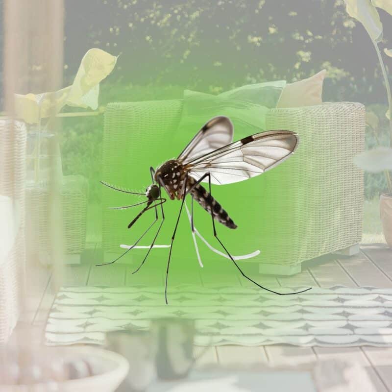 How to Keep Mosquitoes Away While Sitting Outside