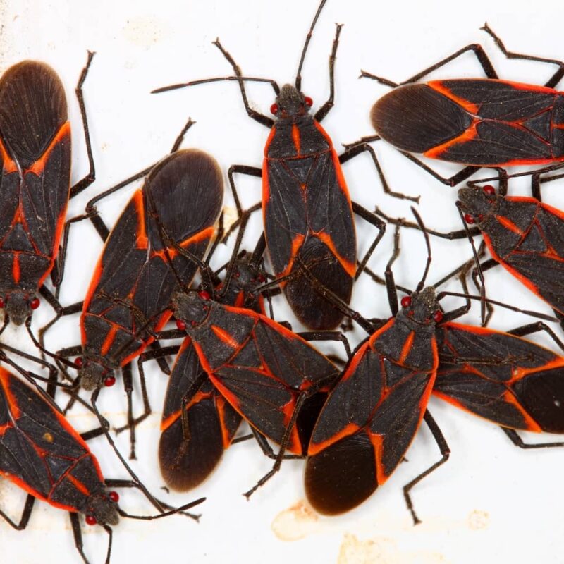 How to get rid of boxelder bugs