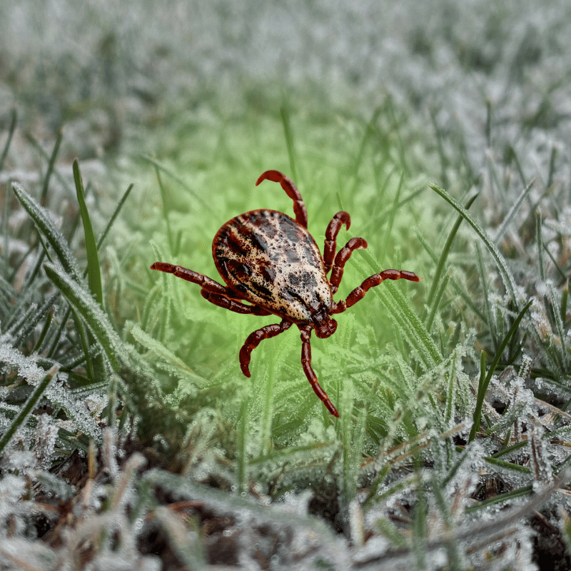 do ticks die in winter