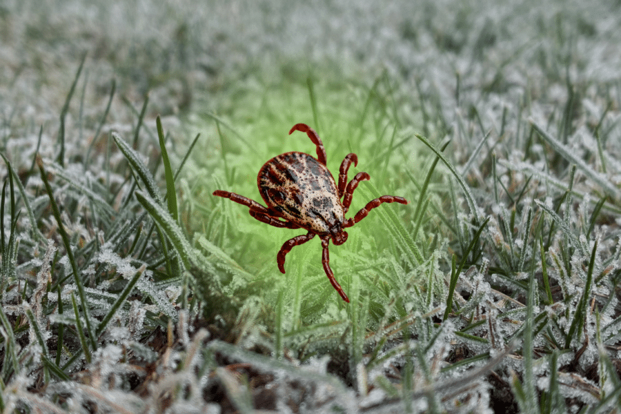 do ticks die in winter