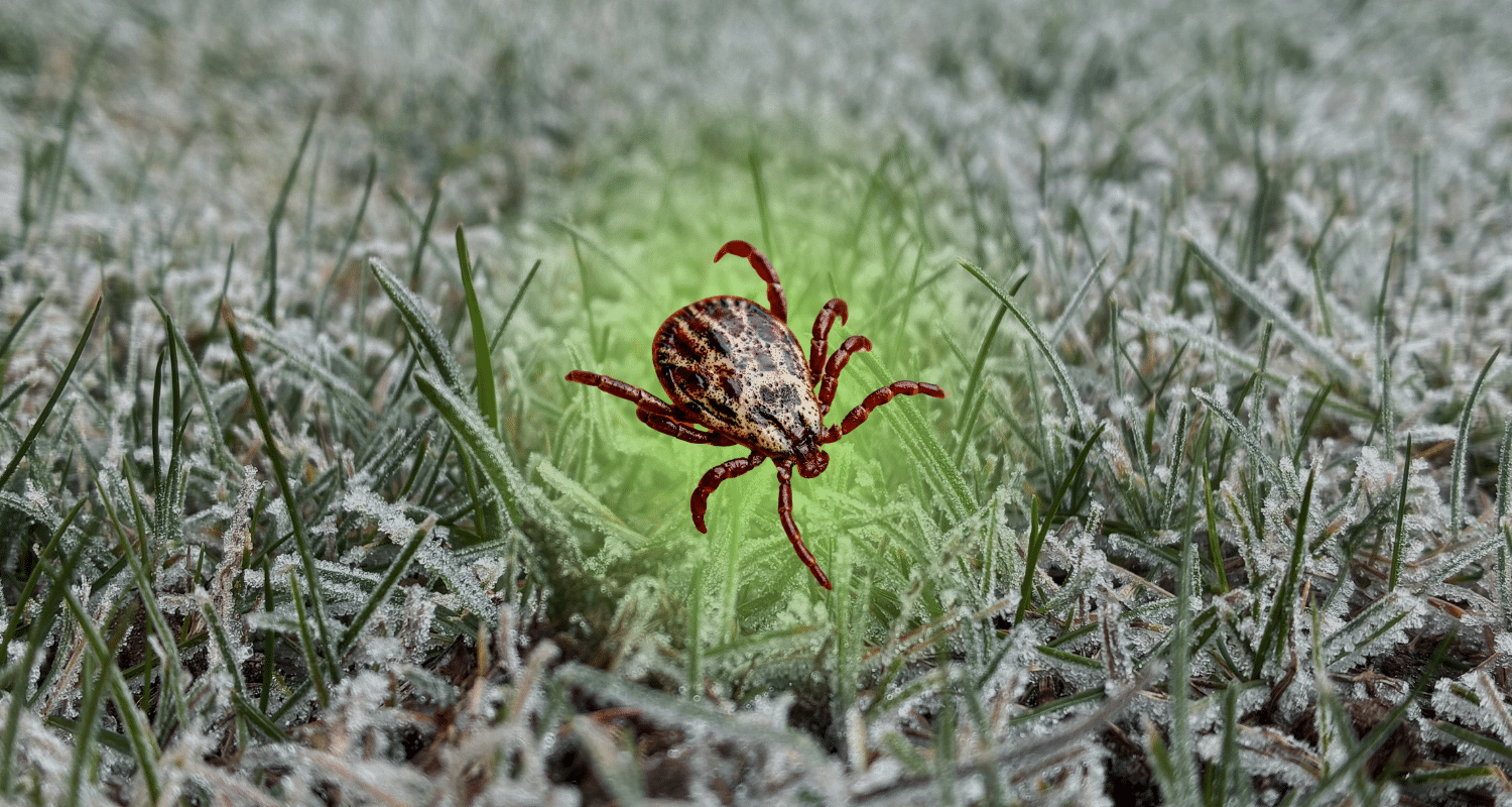 do ticks die in winter