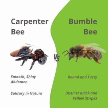 Bumble Bee vs Carpenter Bee? Why the Difference Matters - All South