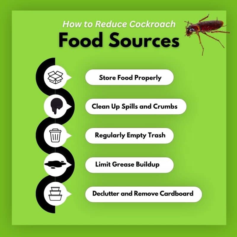 What Do Cockroaches Eat? A Guide to Preventing Unwanted Pests - All ...
